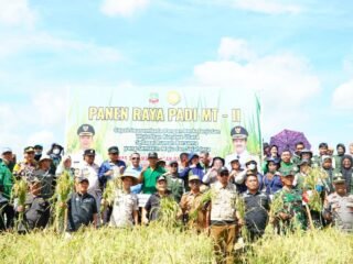 Bupati Ikbar Pimpin Panen Raya 135 Hektare di Matanggonawe: Bukti Nyata Komitmen Swasembada Pangan Konawe Utara