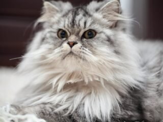 Tips Memilih Kandungan Shampo Kucing Untuk Kesehatan Bulu