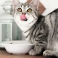 Berikut Ini Porsi Wet Food Harian untuk Kucing