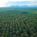 Gangguan Premanisme di Perkebunan Sawit Ancaman Nyata bagi Ketahanan Energi Nasional.