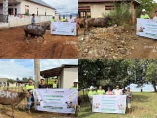 PT Bumi Konawe Minerina Serahkan 4 Ekor Sapi Qurban untuk Masyarakat Lingkar Tambang di Kecamatan Molawe