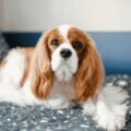 Kenapa Cavalier King Charles Spaniel Jadi Salah Satu Doggy Favorit Pecinta Hewan
