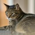 Mengenal Kucing Mujair, Kucing Lokal dengan Karakter Unik yang Banyak Disukai