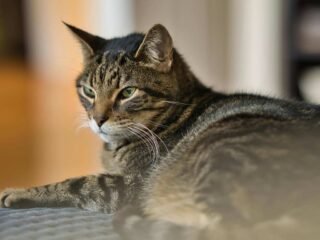 Mengenal Kucing Mujair, Kucing Lokal dengan Karakter Unik yang Banyak Disukai