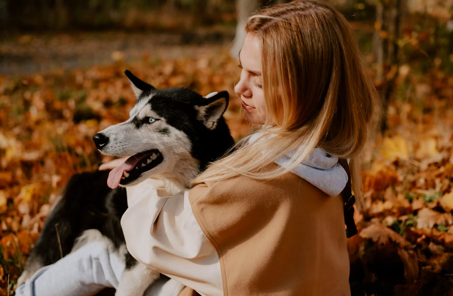 Sering Dianggap Mirip Serigala, Ini Fakta Menarik tentang Anjing Husky