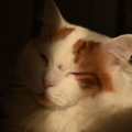 Jangan Salah Pilih, Ini Ciri-Ciri Kucing Anggora Asli yang Perlu Diketahui