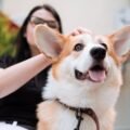10 Ras Anjing Menggemaskan yang Ramah dan Mudah Dirawat di Rumah