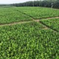 Holding Perkebunan Nusantara melalui PTPN IV PalmCo Akselerasi Peremajaan Sawit Petani di Riau Perkuat Implementasi Program B50