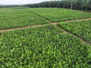 Holding Perkebunan Nusantara melalui PTPN IV PalmCo Akselerasi Peremajaan Sawit Petani di Riau Perkuat Implementasi Program B50
