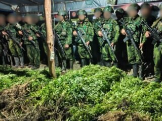 5.000 Batang Ganja Terungkap, TNI Habema Gagalkan Peredaran Narkotika