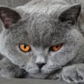Ras Kucing Abu Abu Populer yang Cocok Dipelihara di Rumah