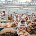 Holding Perkebunan Nusantara Perkuat Daya Saing Global, Tembakau Premium PTPN I Jadi Andalan Industri Cerutu Dunia