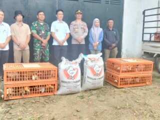 Bupati Konut Serahkan 8.224 Bibit Ayam Ulu dan Elba kepada 56 Kelompok